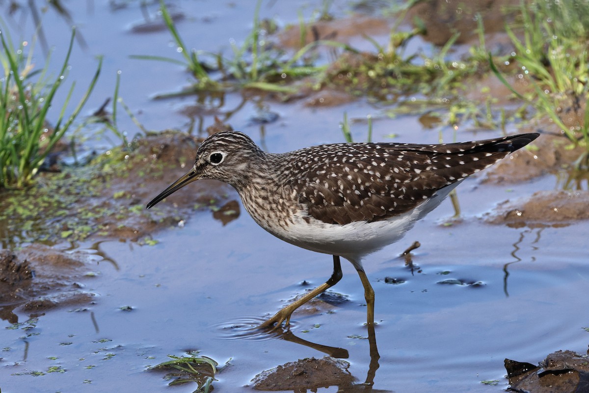 Solitary Sandpiper - ML617437897