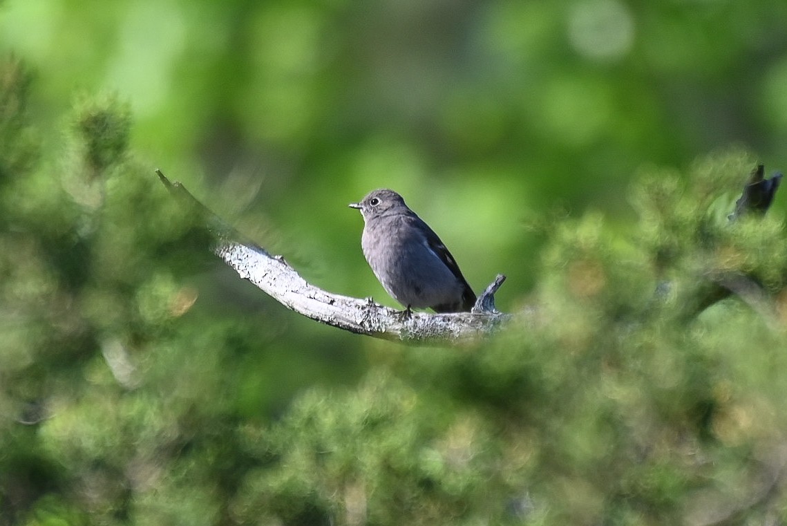 Townsend's Solitaire - ML617437899