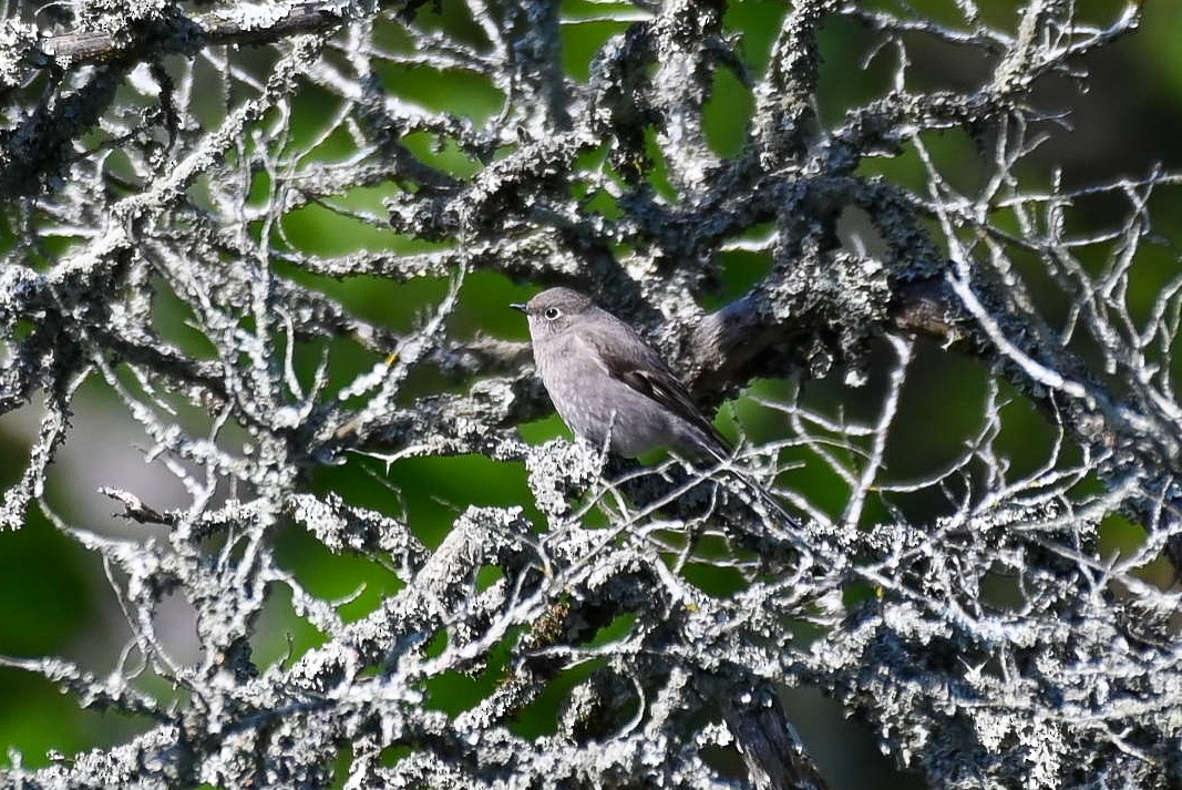 Townsend's Solitaire - Patty Masten