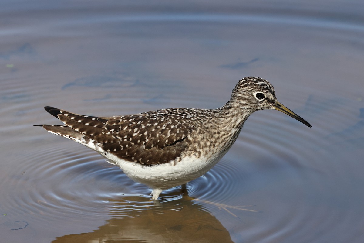 Solitary Sandpiper - ML617437905