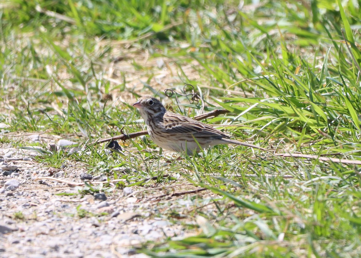 Vesper Sparrow - ML617437912