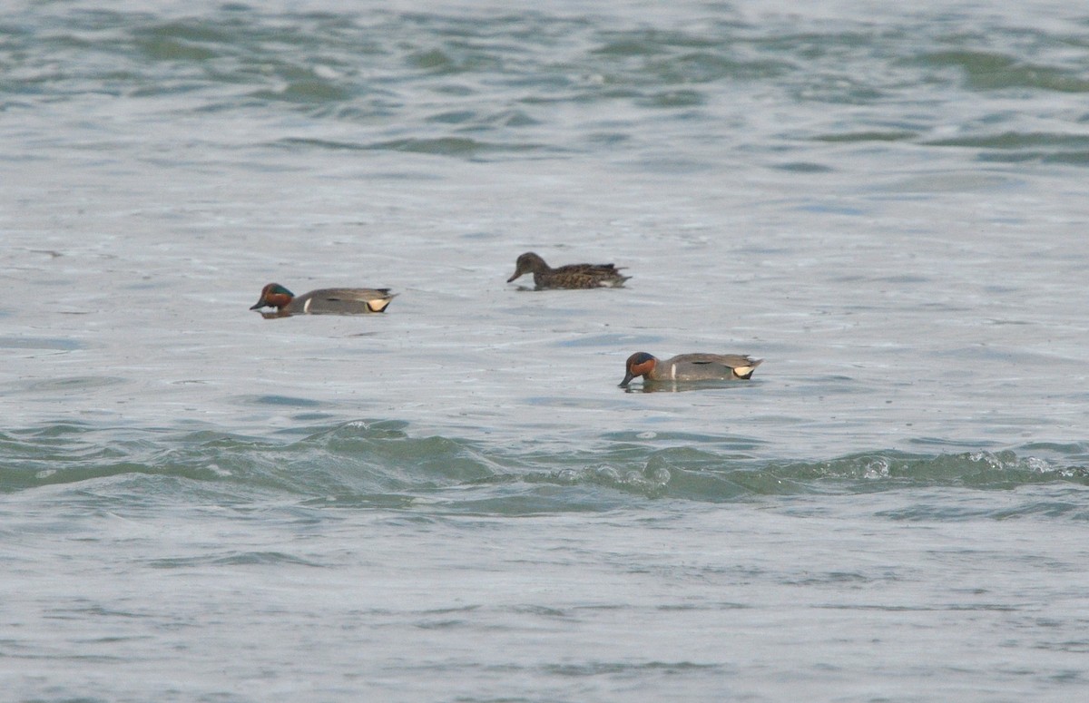 Green-winged Teal - Louis Lemay