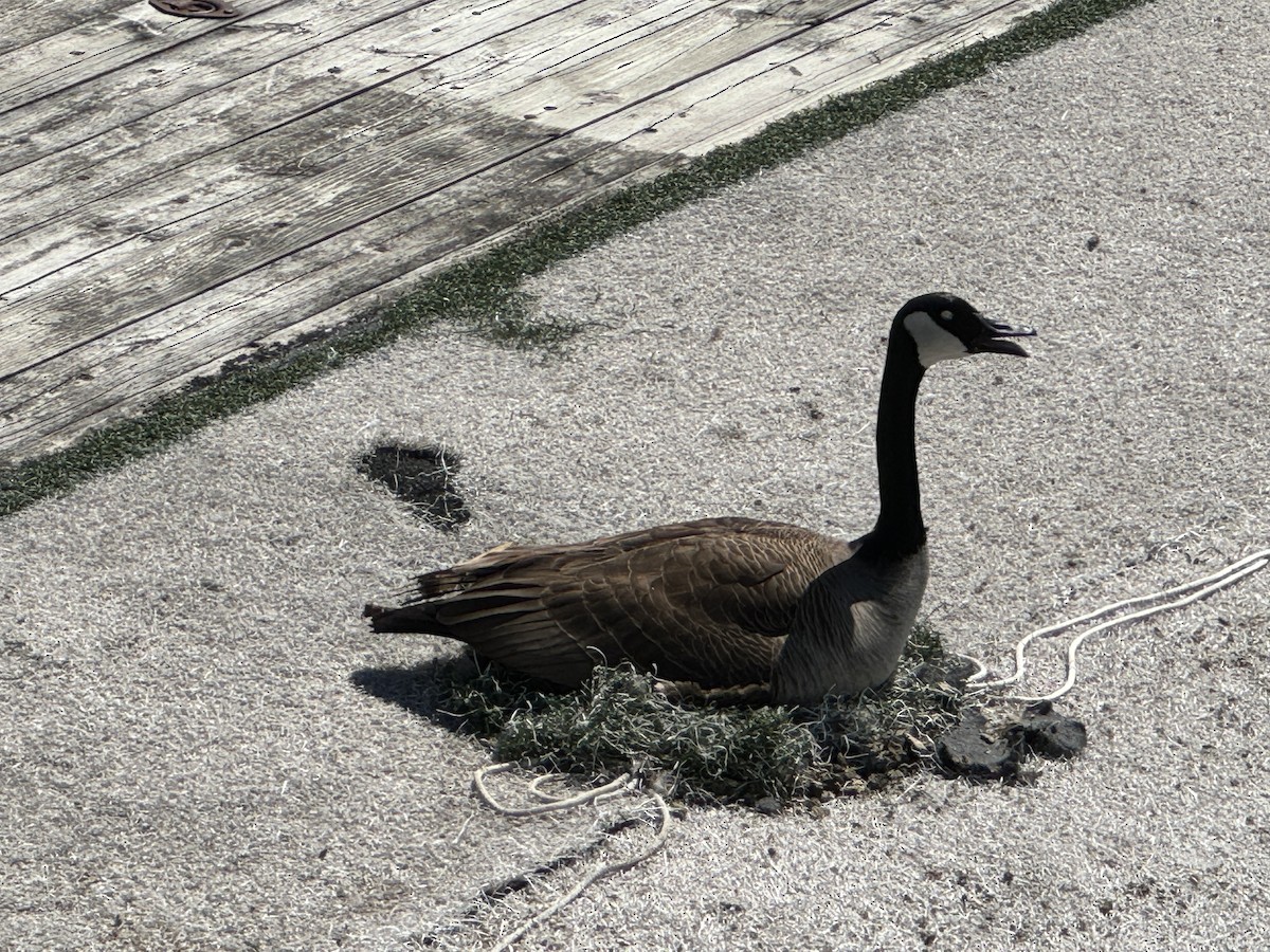 Canada Goose - Raymond Nojek