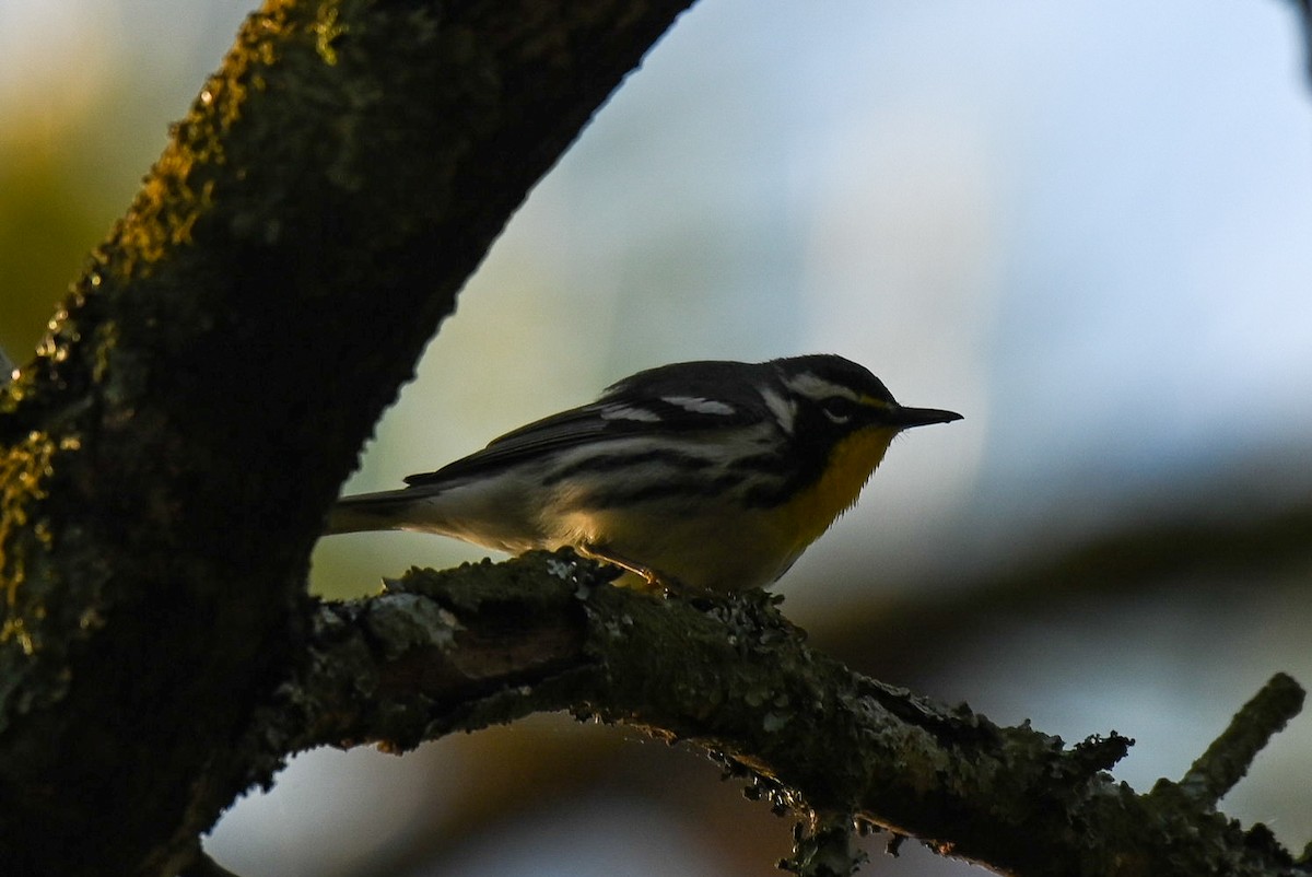 Yellow-throated Warbler - Patty Masten