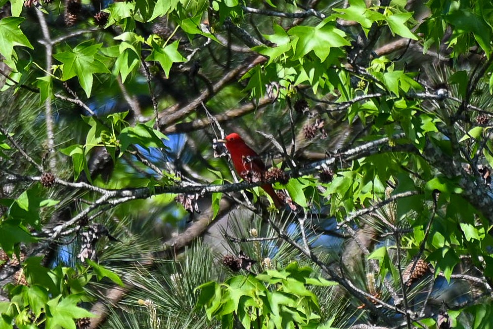 Summer Tanager - ML617437939