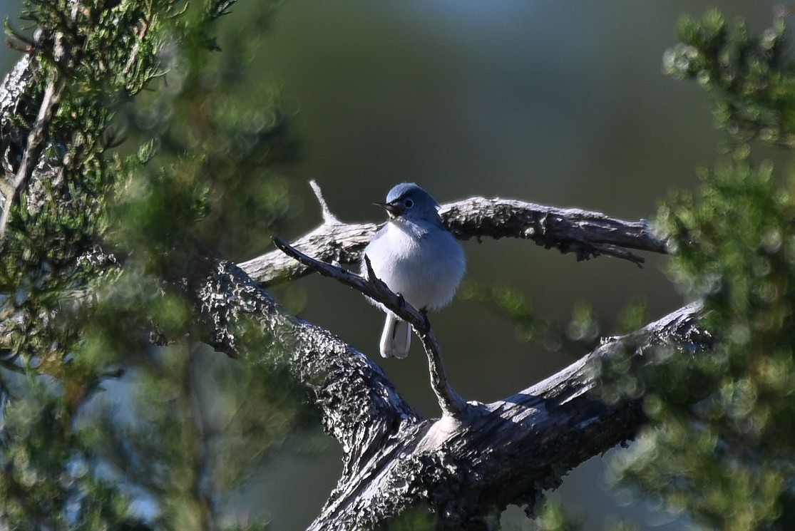 Blue-gray Gnatcatcher - ML617437950