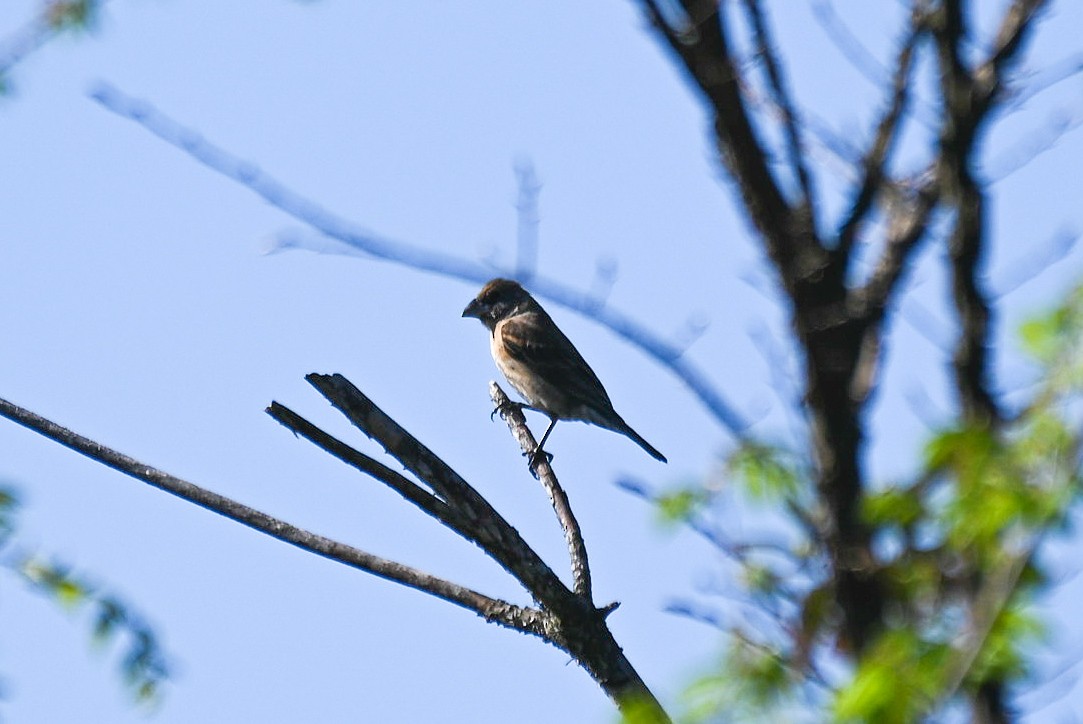 Blue Grosbeak - ML617437985