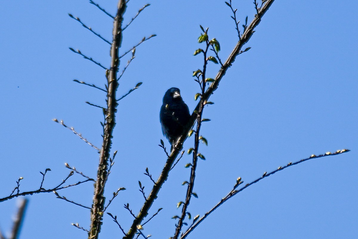 Blue Grosbeak - ML617437986