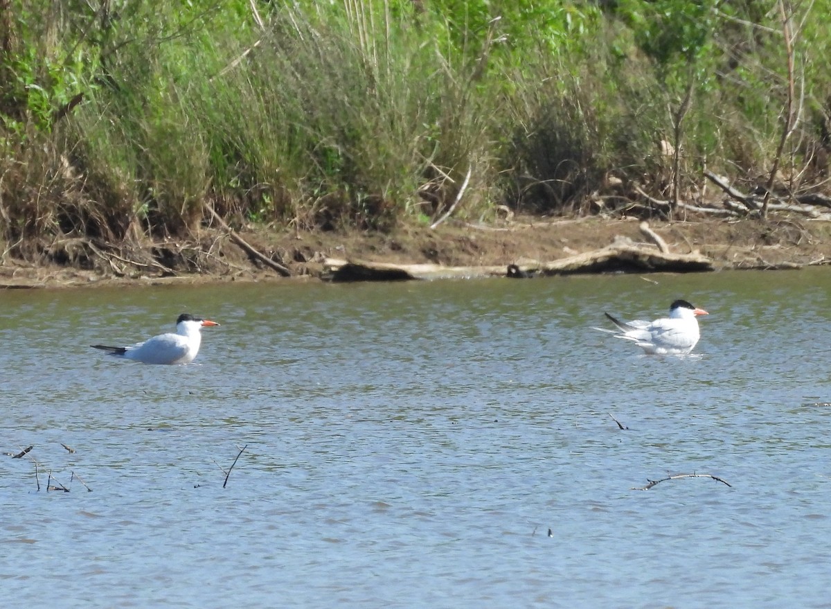 Caspian Tern - ML617437991