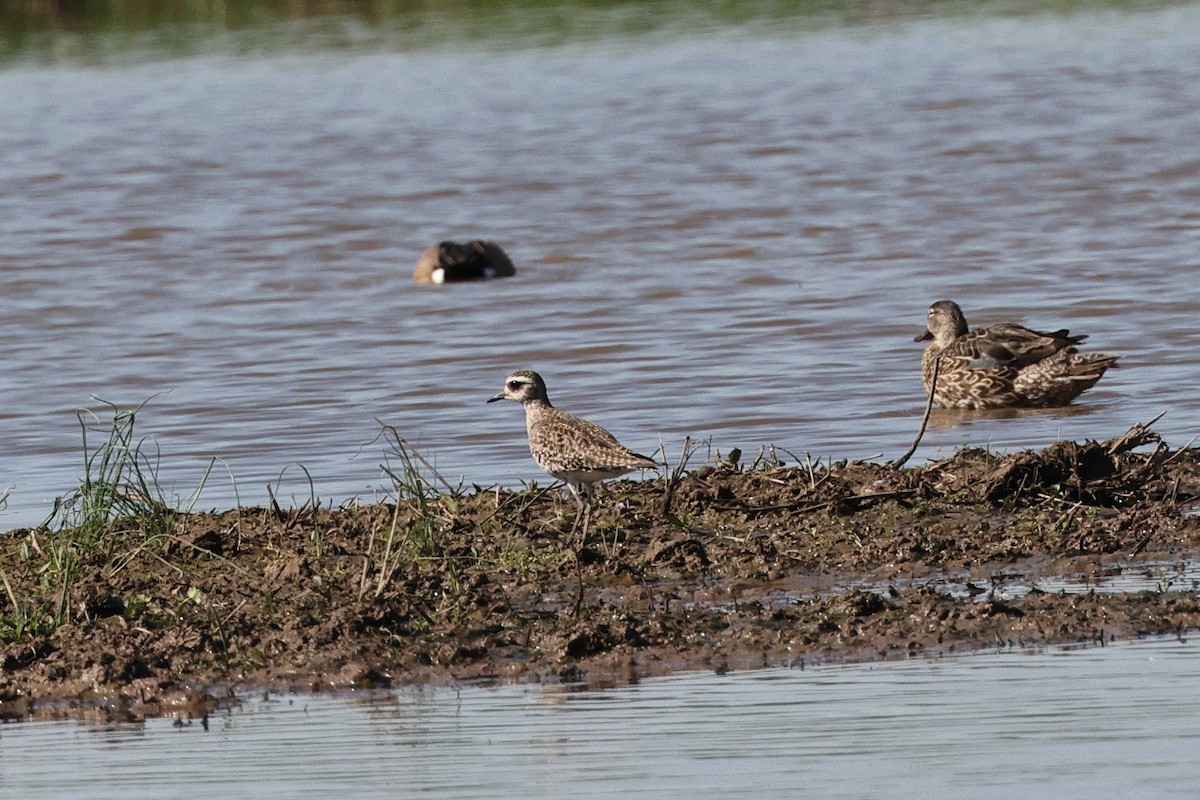 American Golden-Plover - ML617437994