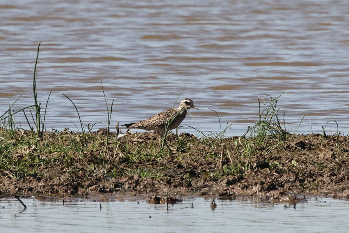 American Golden-Plover - ML617437996