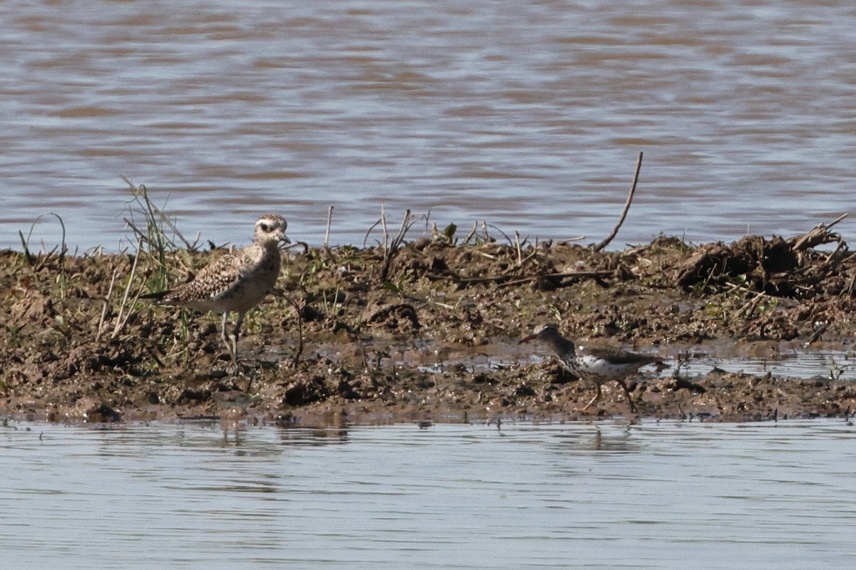 American Golden-Plover - ML617438003