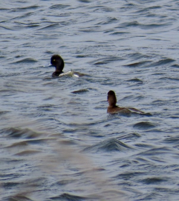 Lesser Scaup - ML617438009