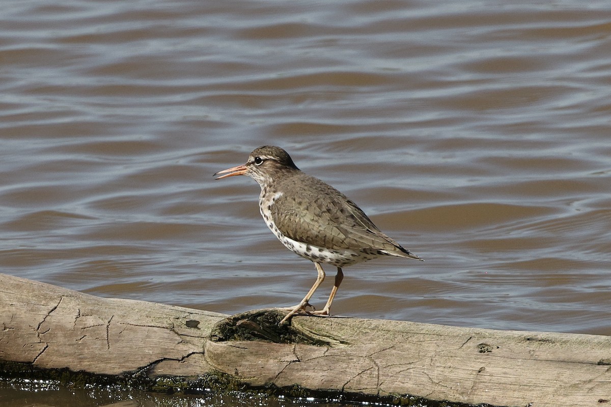 Spotted Sandpiper - Roi & Debbie Shannon