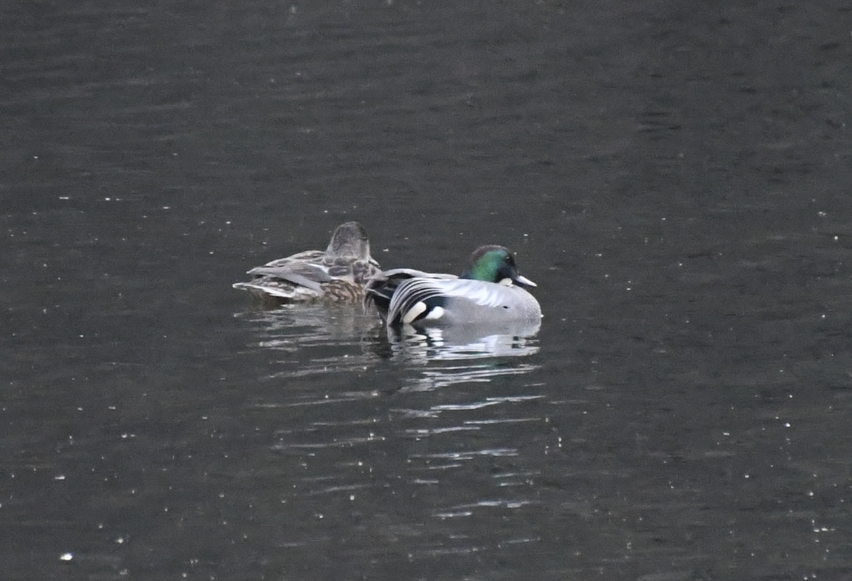 Falcated Duck - Cliff Miller