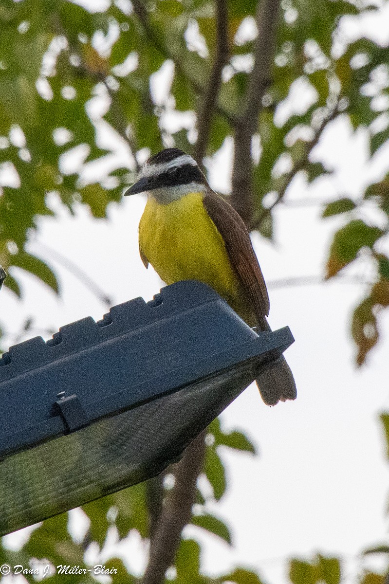 Great Kiskadee - ML617438056