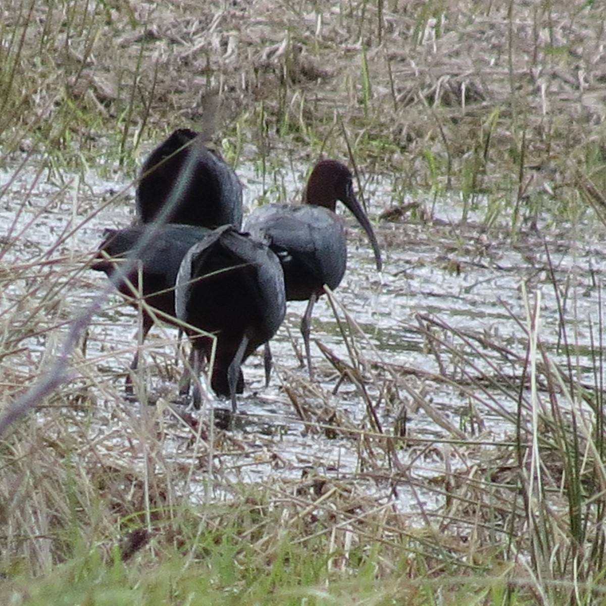 Glossy Ibis - ML617438077