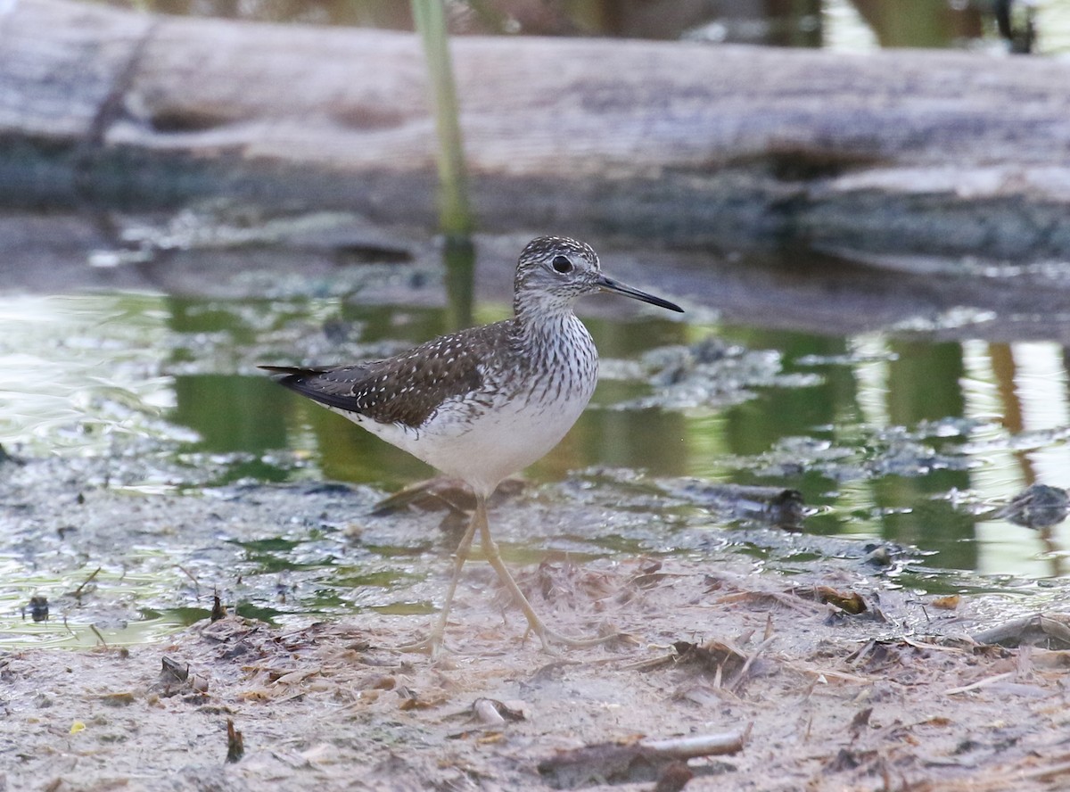 Solitary Sandpiper - Mark Wilson