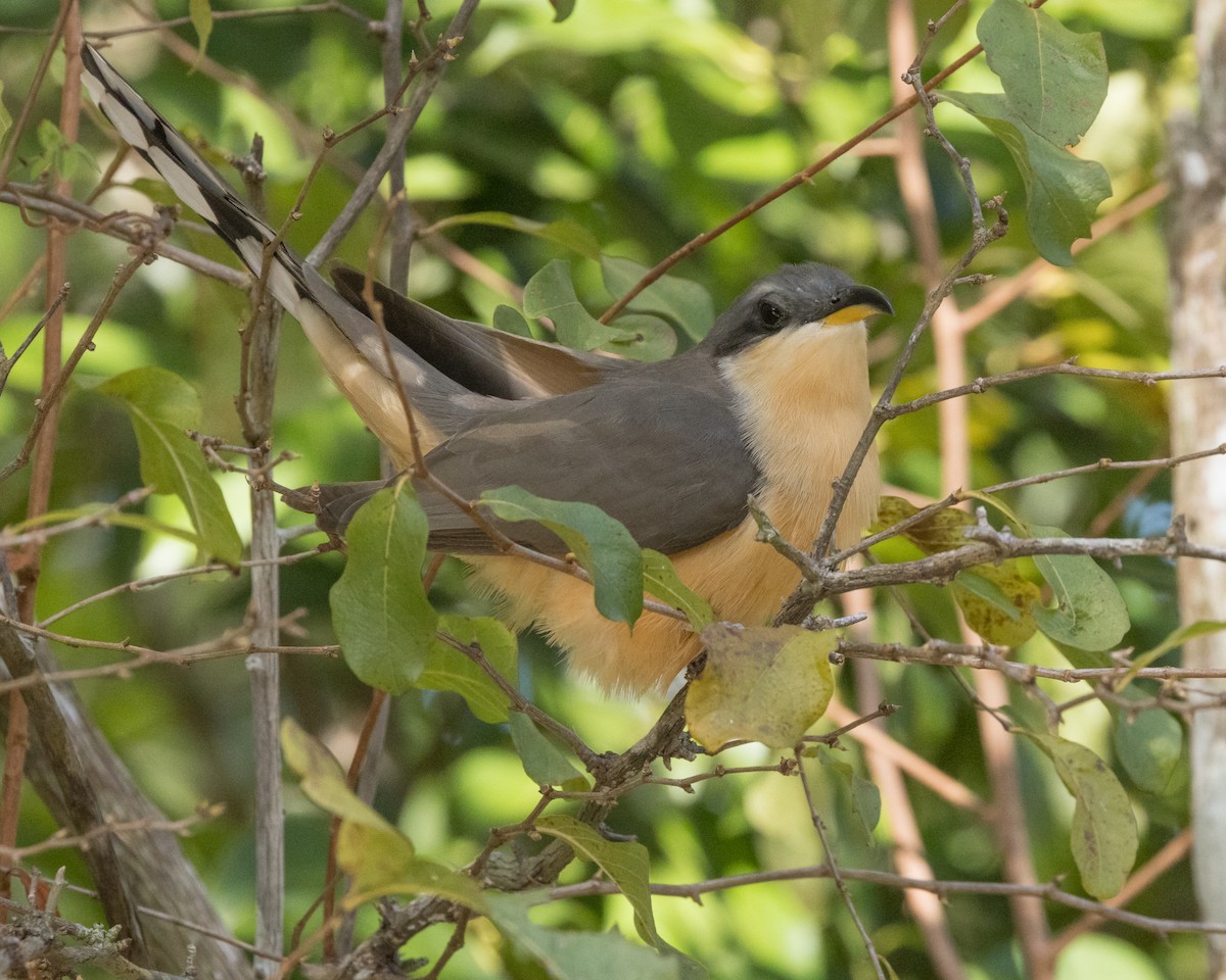 Mangrove Cuckoo - ML617438103