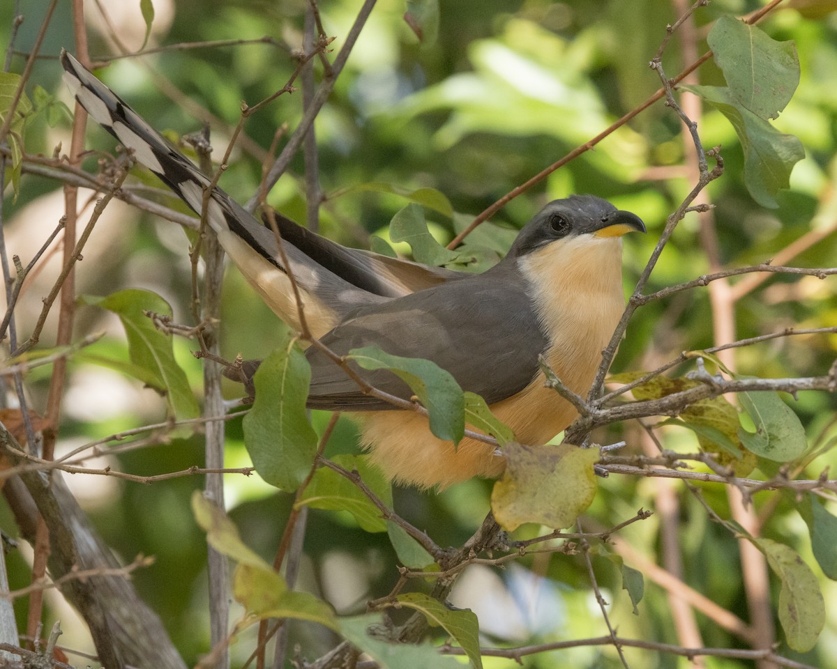 Mangrove Cuckoo - ML617438105