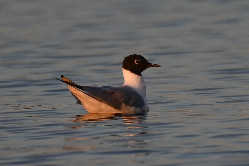 Gaviota de Bonaparte - ML617438156