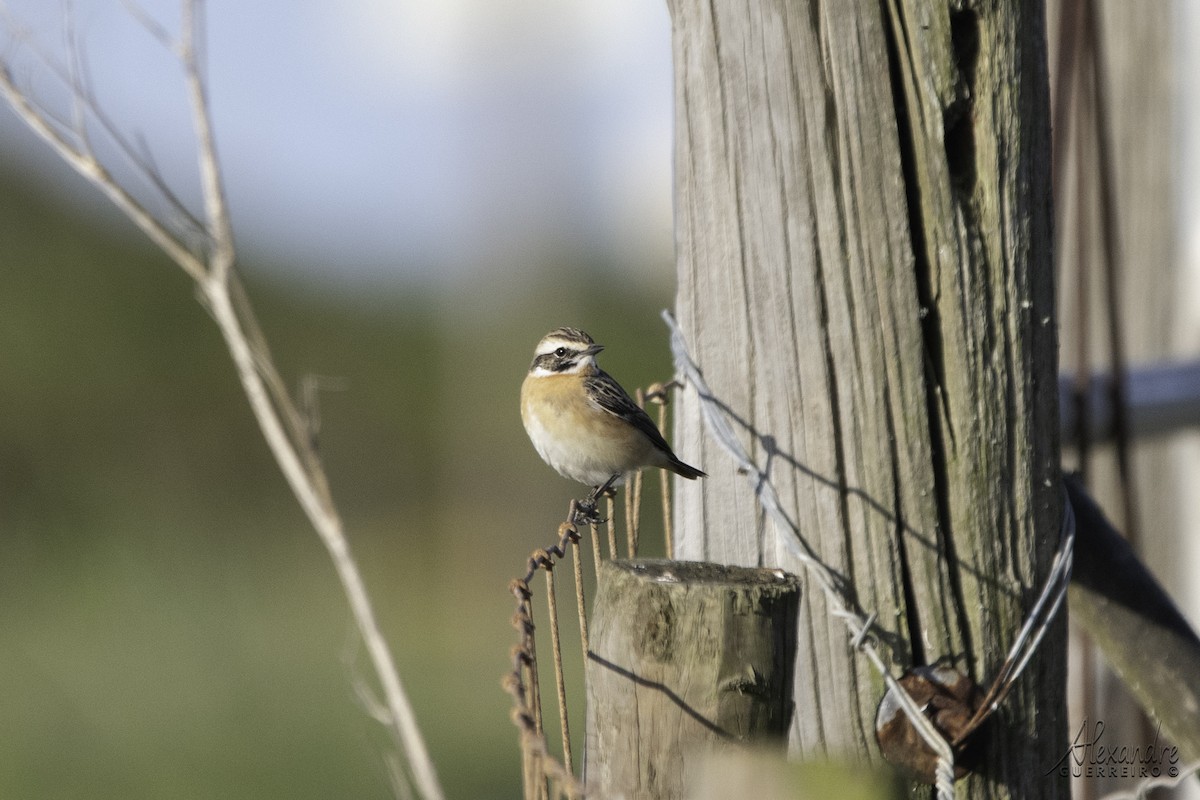 Whinchat - ML617438159