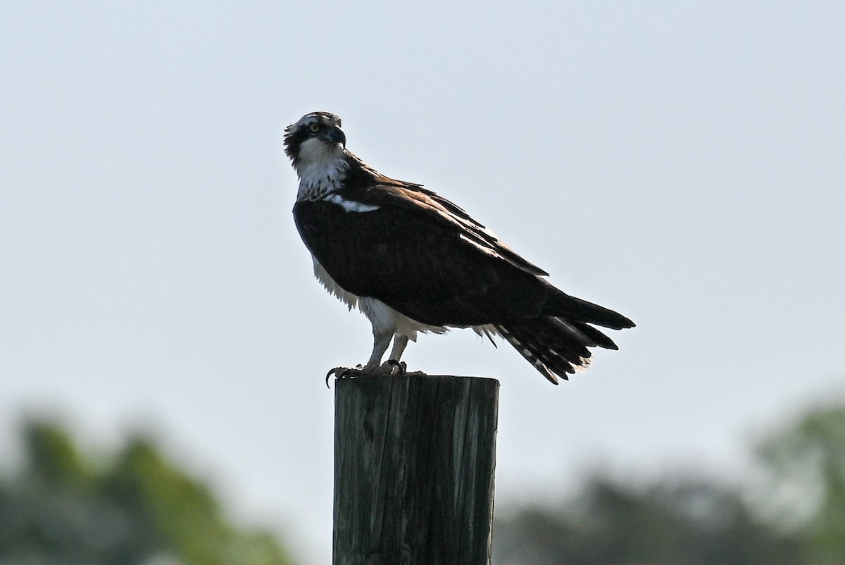 Águila Pescadora - ML617438193