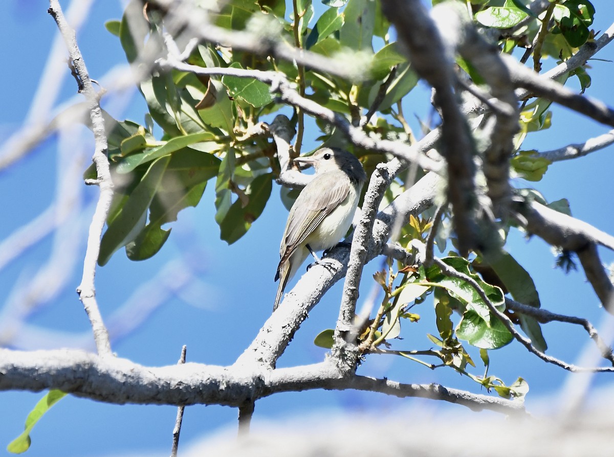 Warbling Vireo - ML617438206