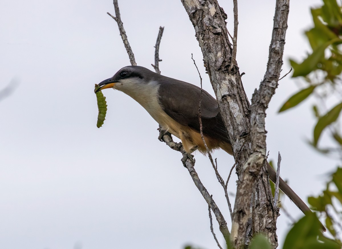 Mangrove Cuckoo - ML617438207