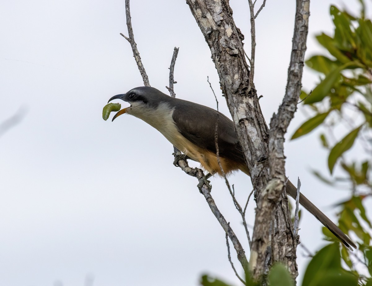 Mangrove Cuckoo - ML617438208