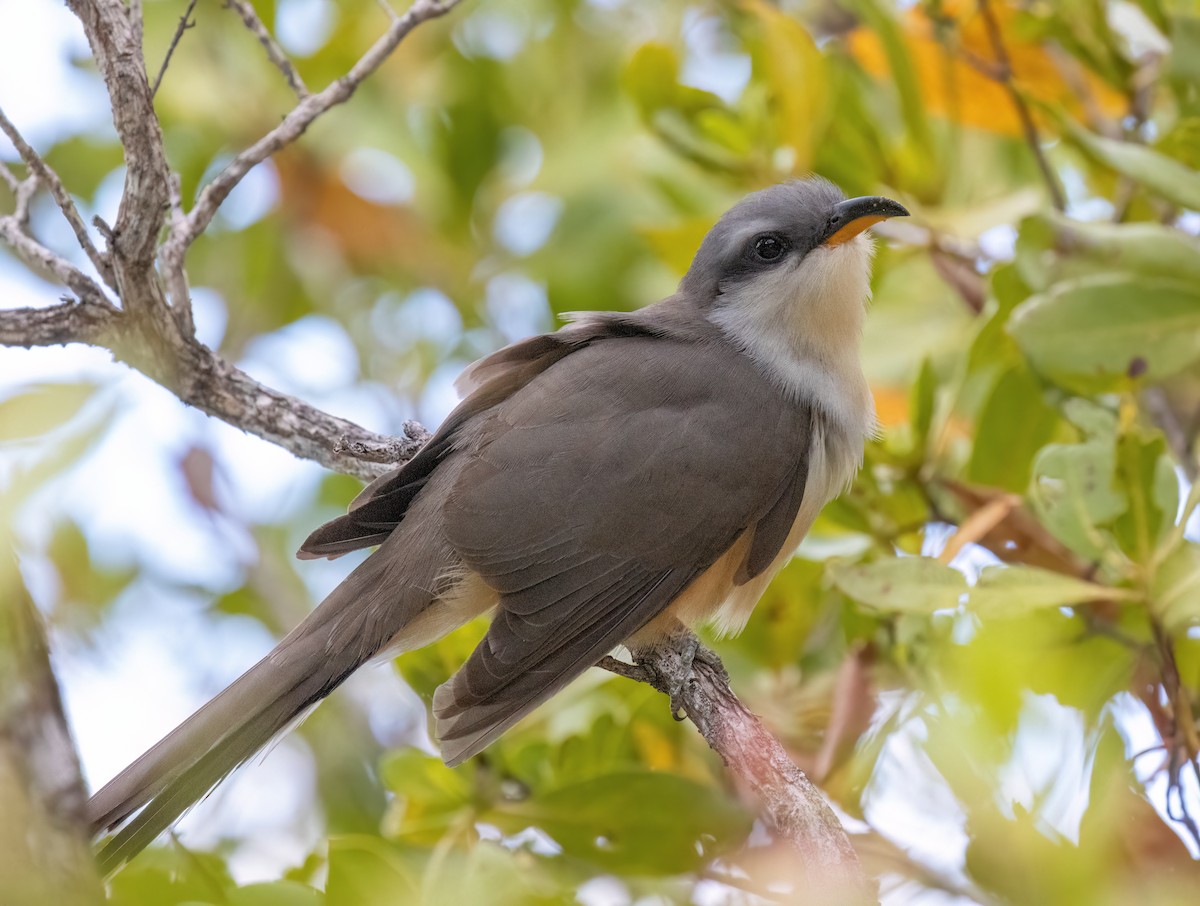 Mangrove Cuckoo - ML617438210