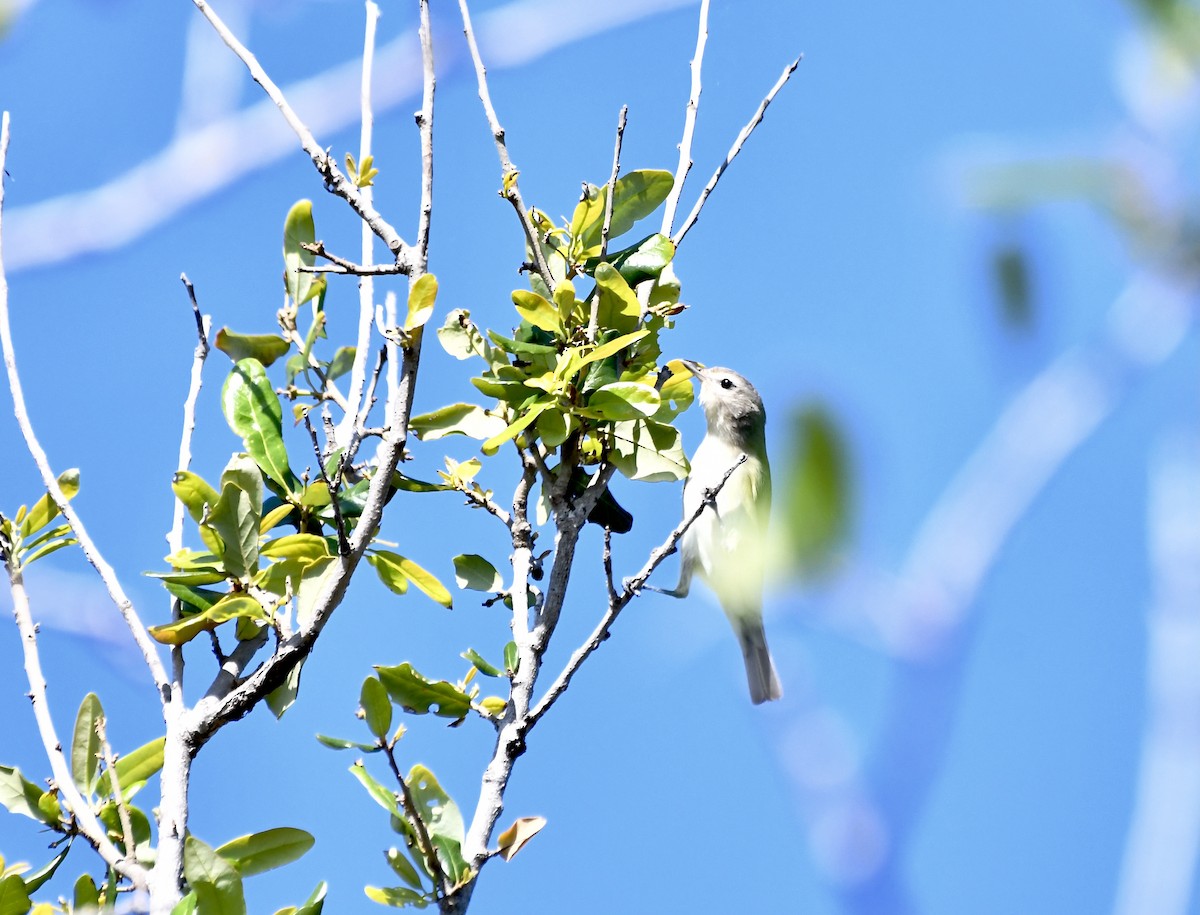 Warbling Vireo - ML617438217