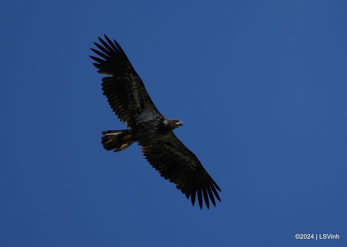 Bald Eagle - ML617438221