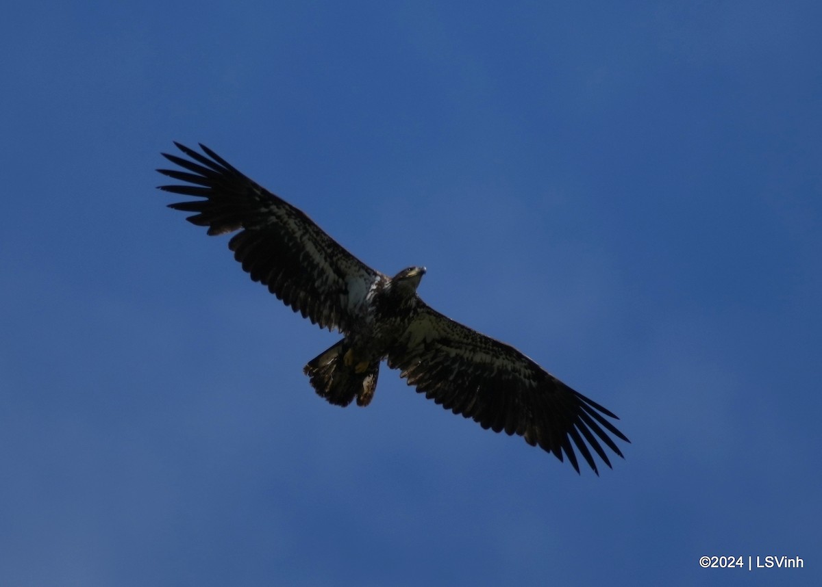 Bald Eagle - ML617438223