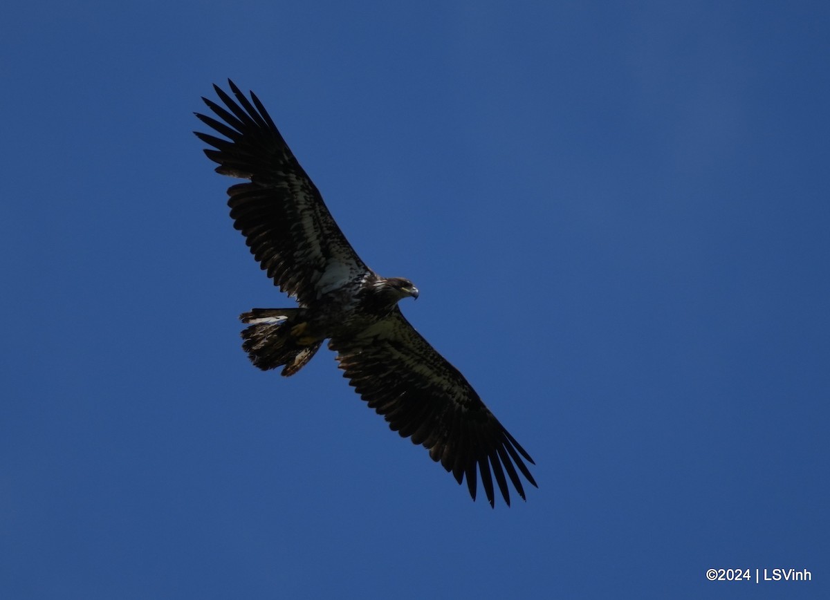 Bald Eagle - Lam-Son Vinh