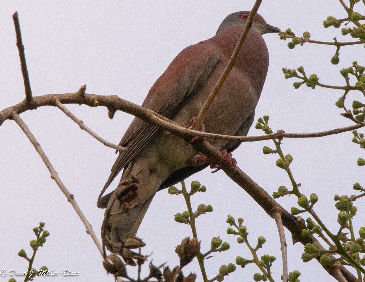 Pigeon rousset - ML617438235