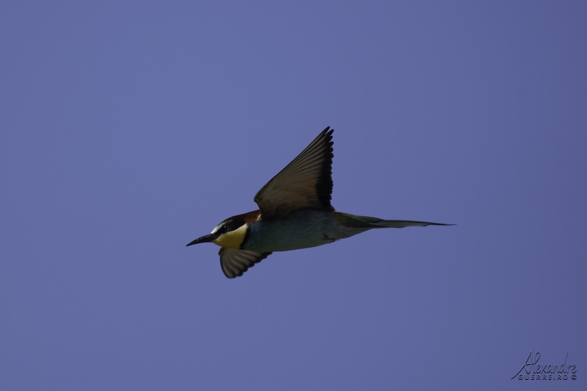 European Bee-eater - ML617438237