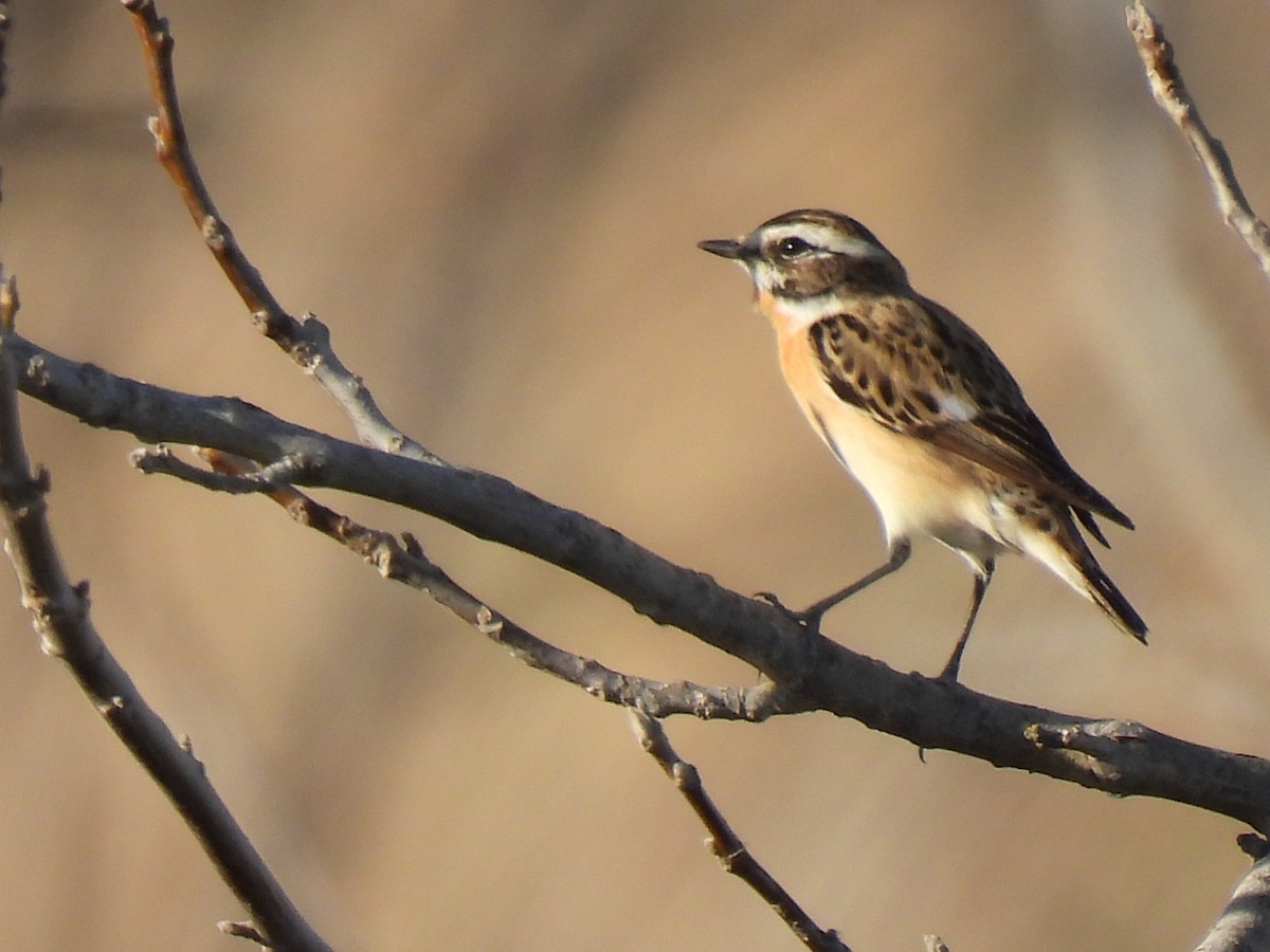 Whinchat - Miguel Ángel  Pardo Baeza