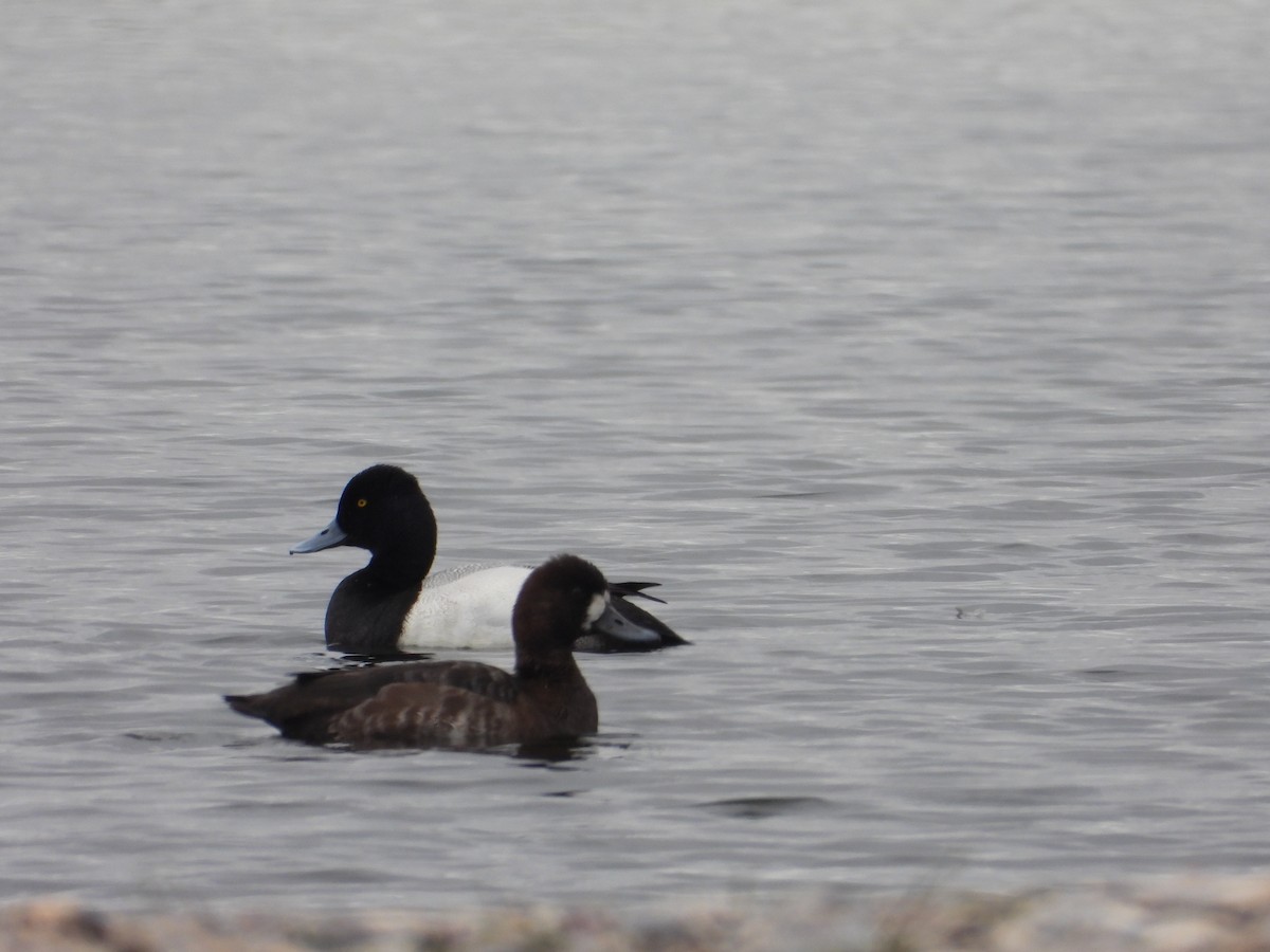 Lesser Scaup - Tom Wuenschell