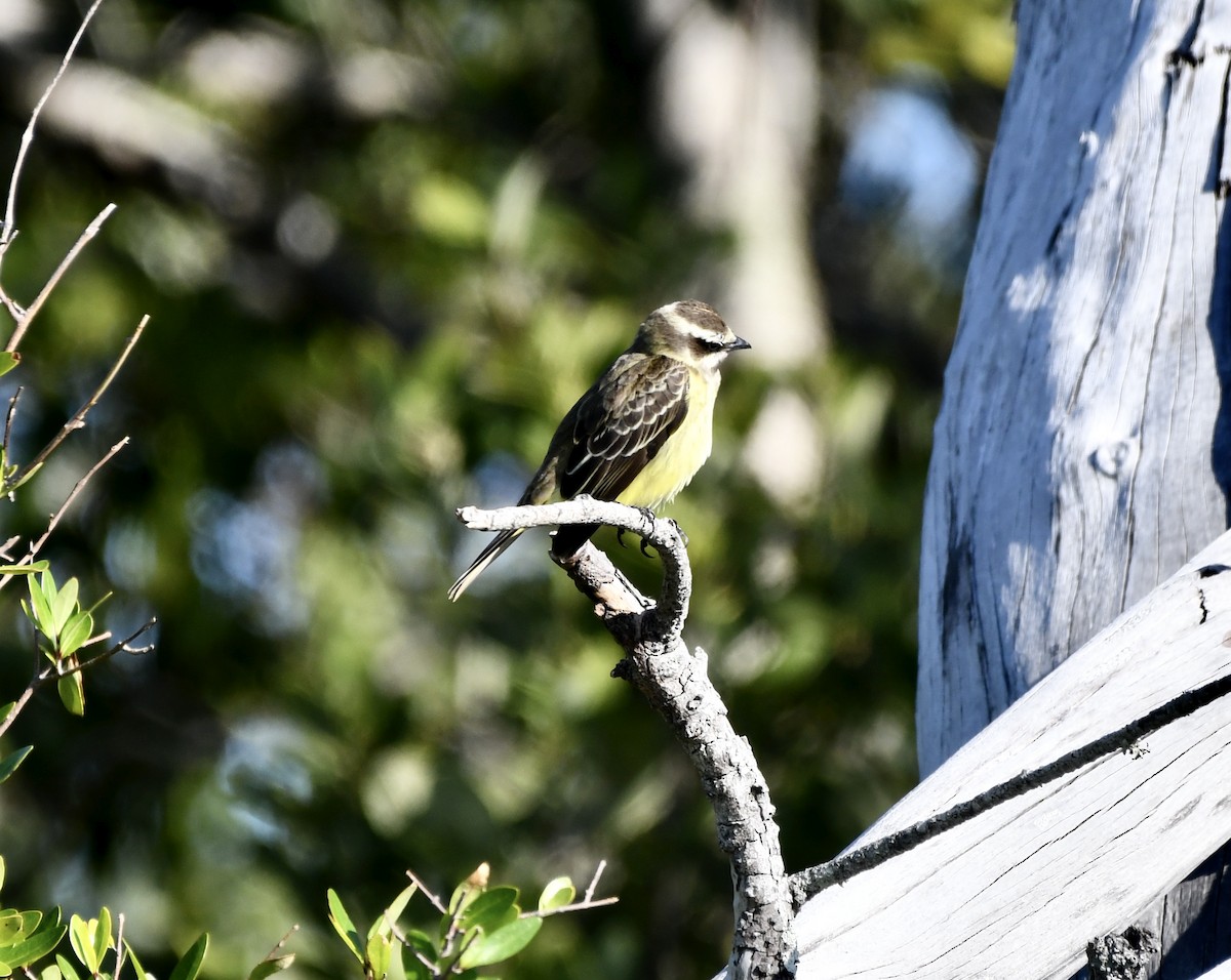 Piratic Flycatcher - ML617438263