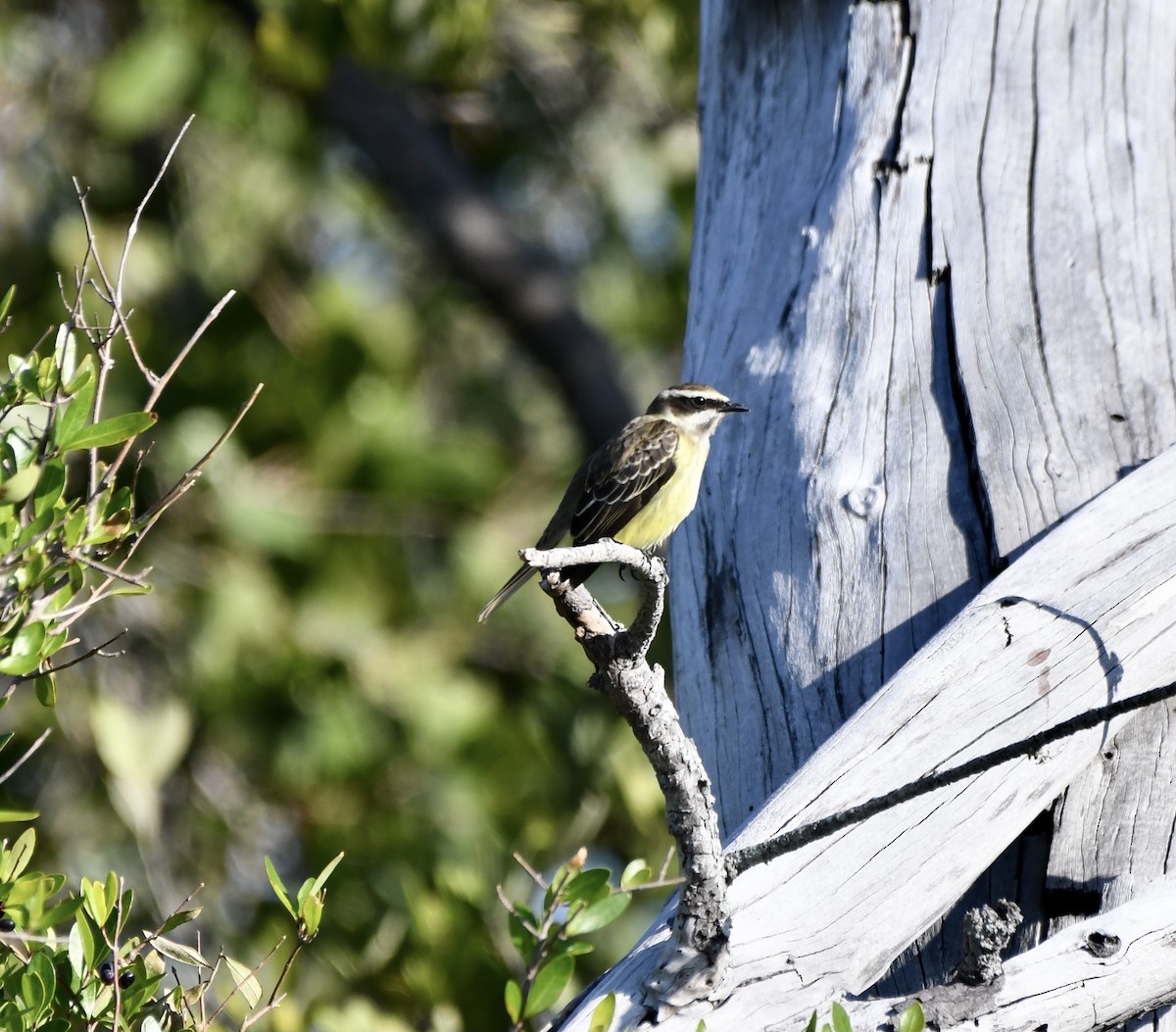 Piratic Flycatcher - ML617438265