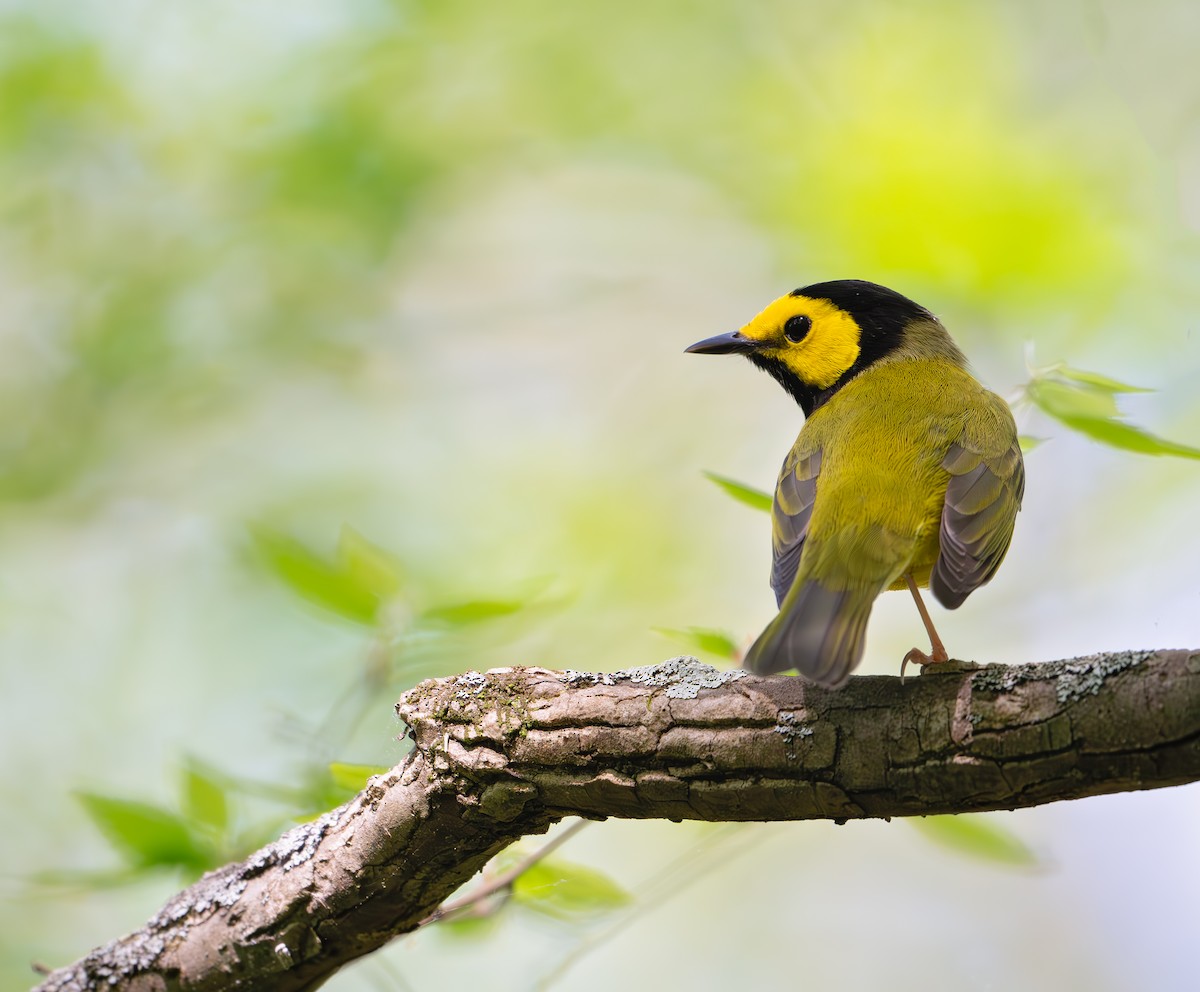 Hooded Warbler - ML617438267