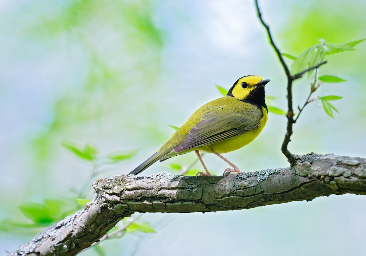 Hooded Warbler - ML617438268