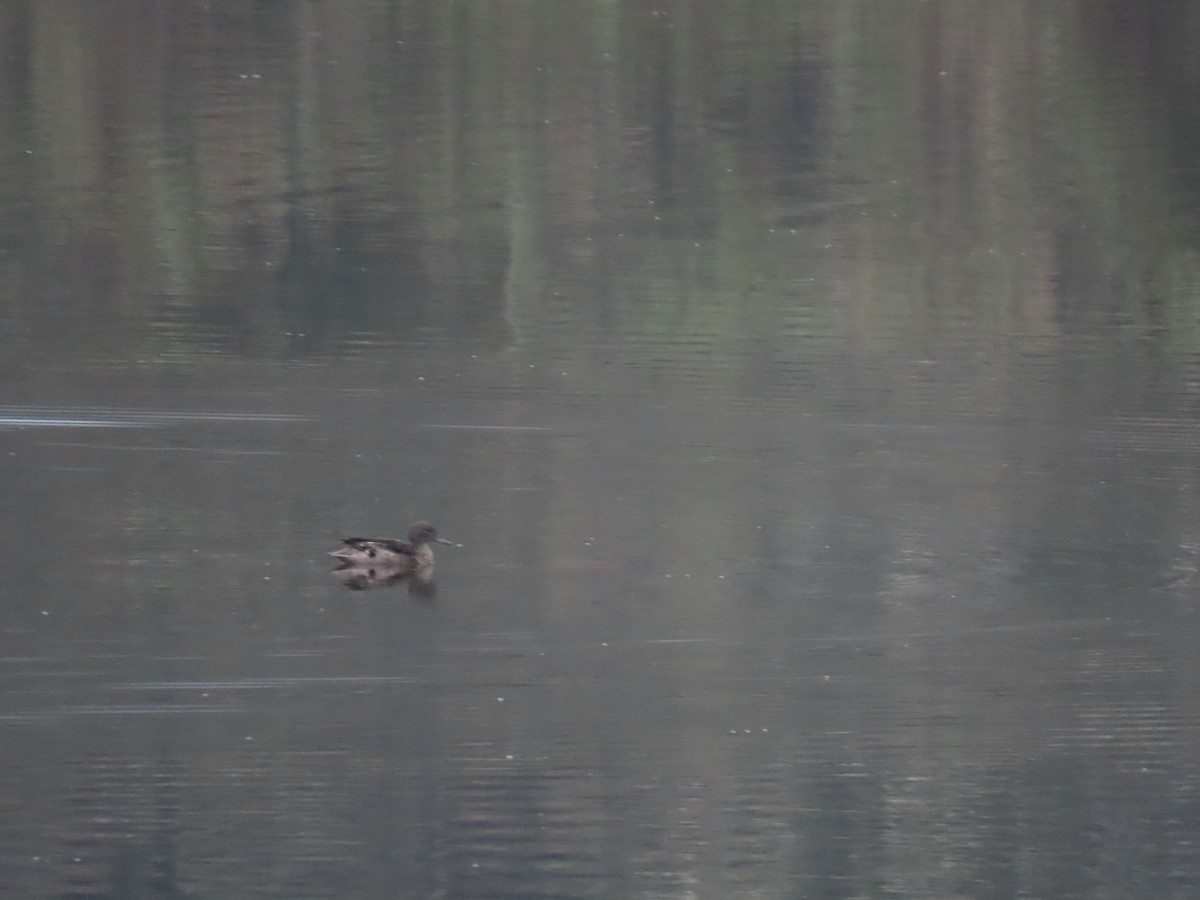 Andean Teal - Cristian Cufiño