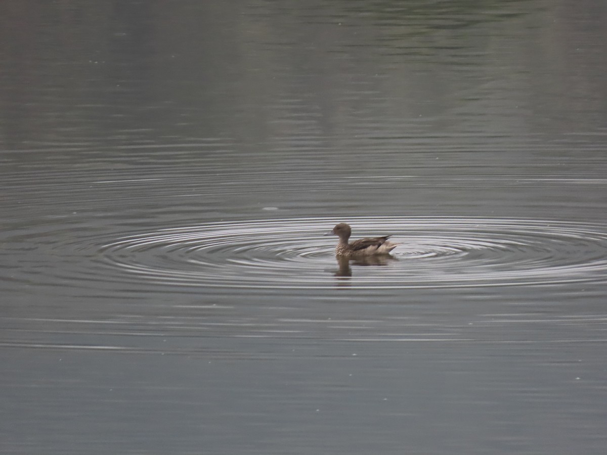 Andean Teal - Cristian Cufiño