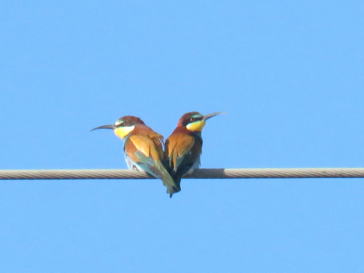 European Bee-eater - Miguel  Berkemeier