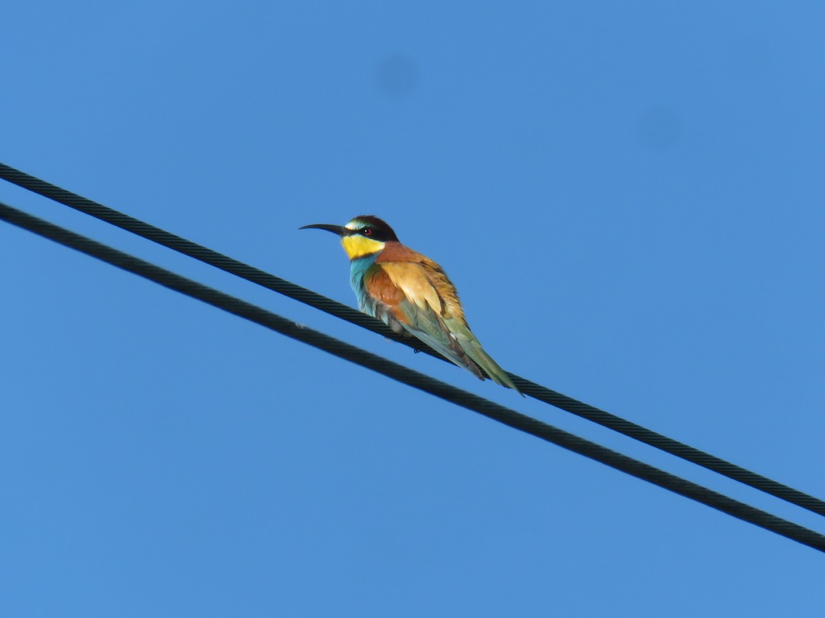 European Bee-eater - Miguel  Berkemeier