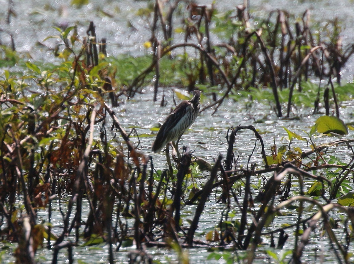 Malagasy Pond-Heron - Neil Osborne