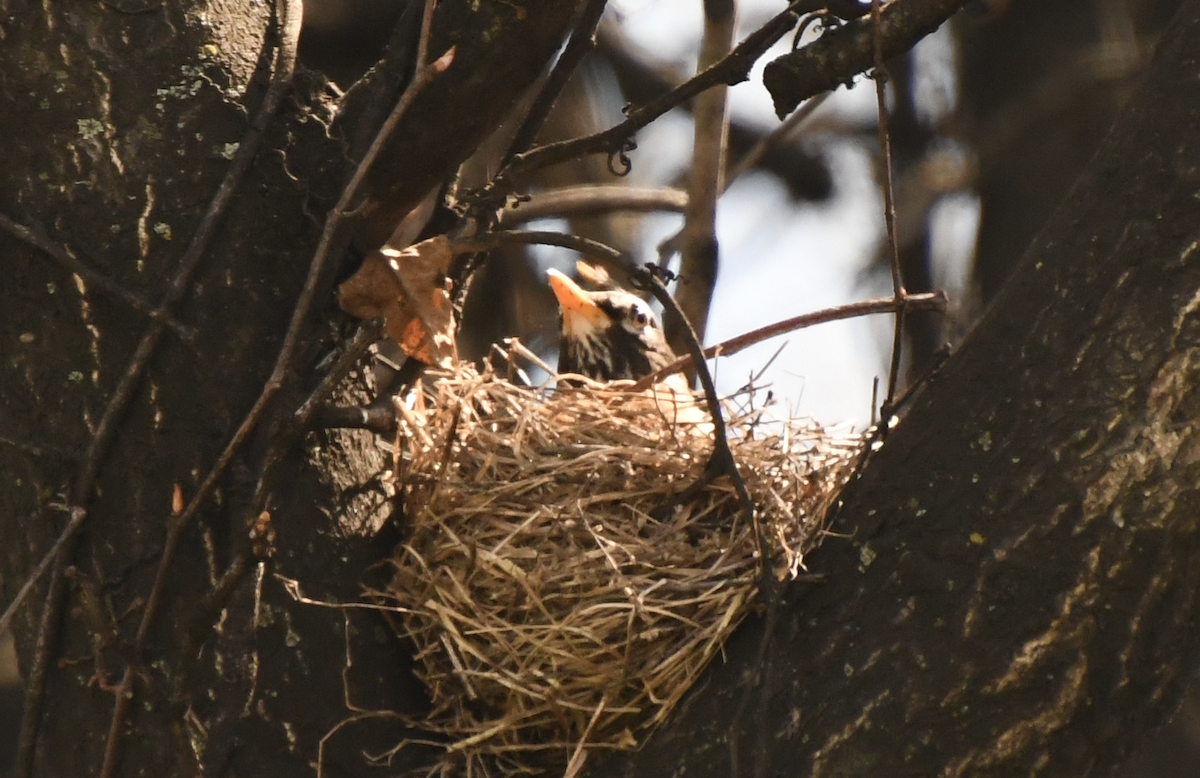 American Robin - ML617438328