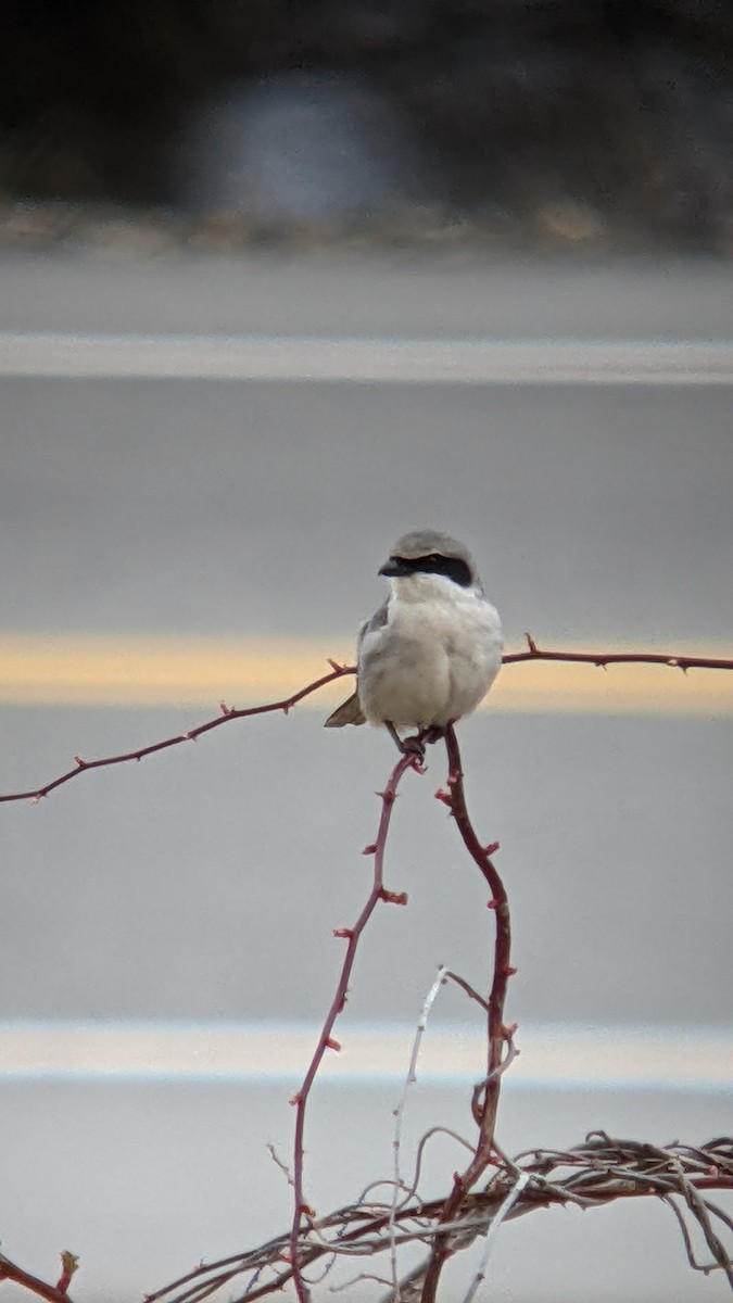 Loggerhead Shrike - Iain MacLeod